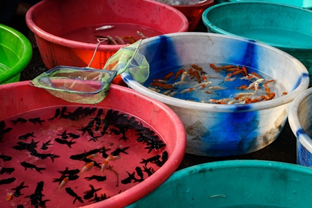 Aquarium fish on sale at in large bowls at Galiff Street pet market, Kolkata, India, 2022