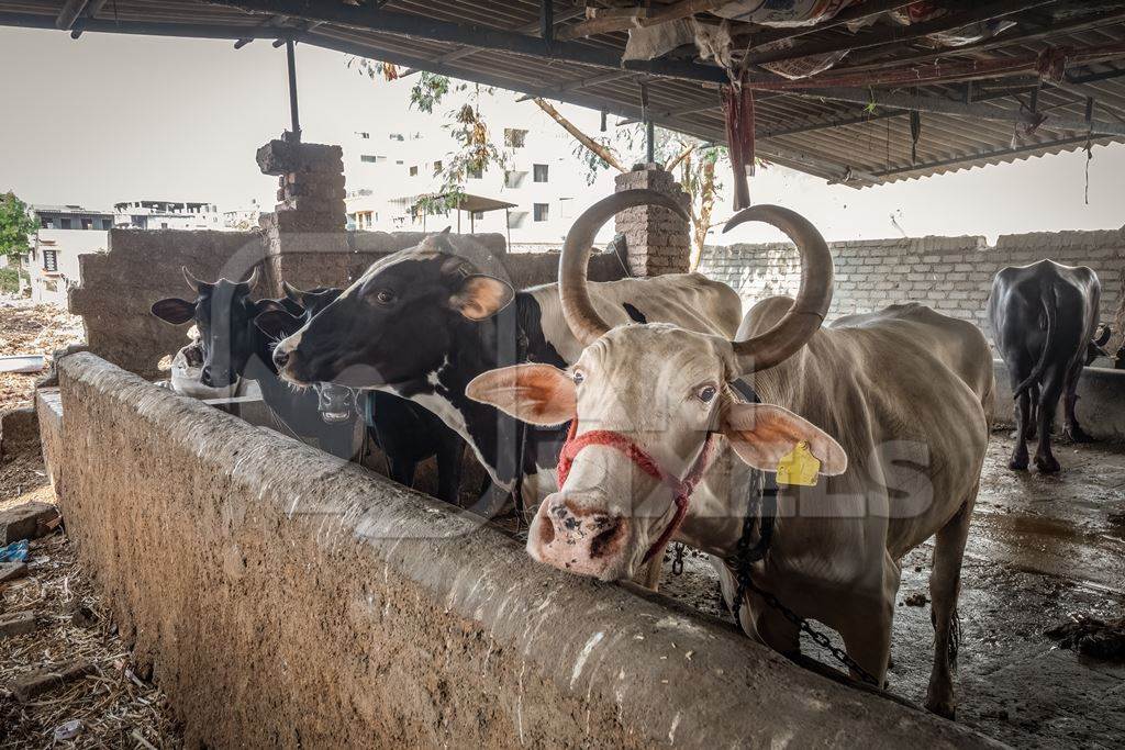 Farmed Indian buffaloes and dairy cows on a dark and crowded urban dairy farm in a city in Maharashtra, India