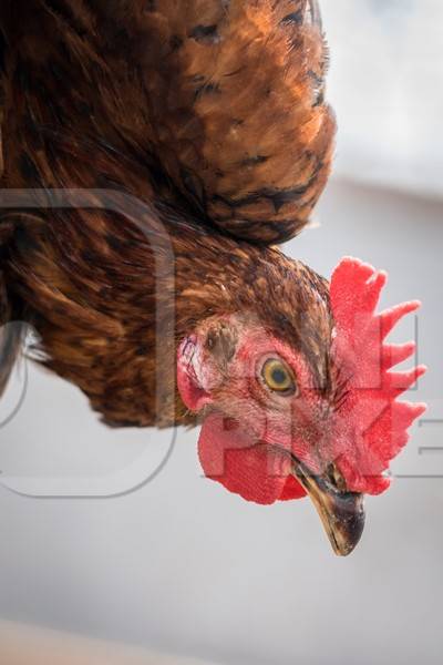 Close up of orange chicken or hen on sale at Juna Bazaar