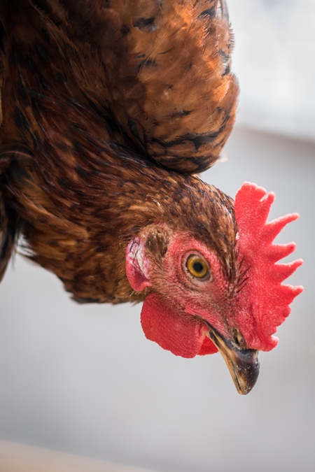 Close up of orange chicken or hen on sale at Juna Bazaar