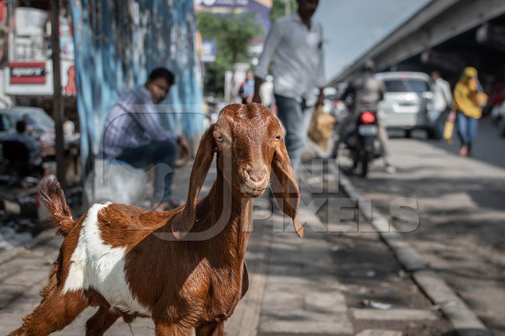 Indian baby goats on the street outside a mutton shop, Pune, India, 2022