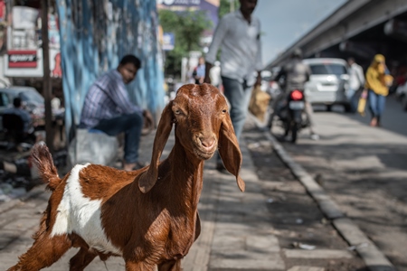 Indian baby goats on the street outside a mutton shop, Pune, India, 2022