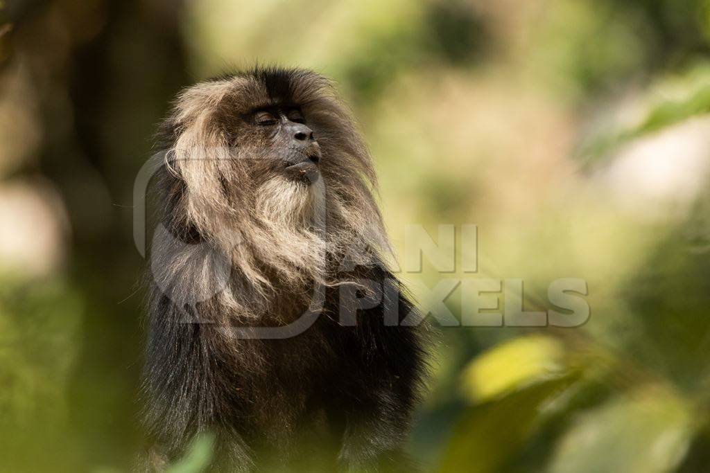 Indian lion tailed macaque monkey with green background, India