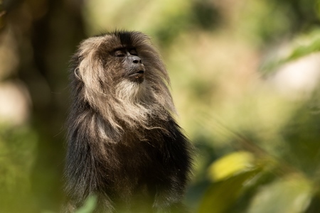 Indian lion tailed macaque monkey with green background, India