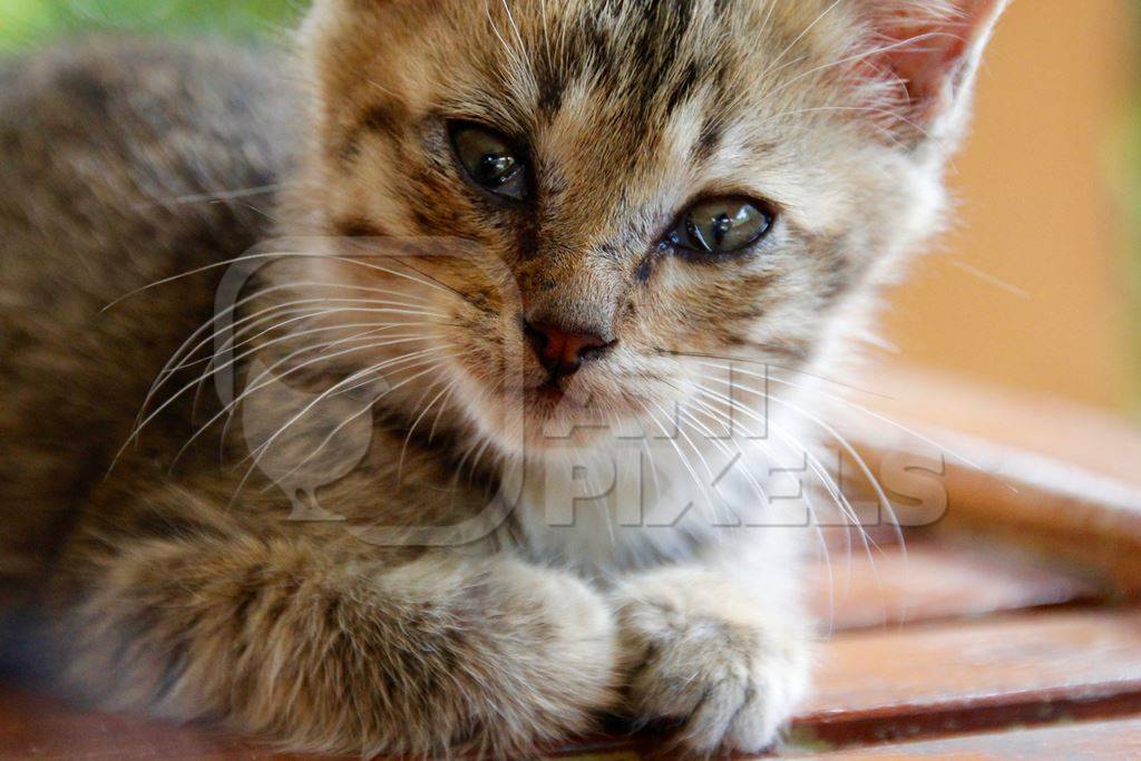 Close up of tabby kitten looking at camera