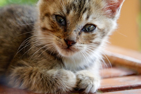 Close up of tabby kitten looking at camera