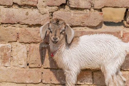 Cute brown baby goat in village in rural Bihar