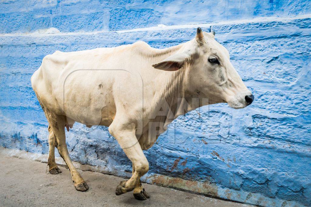 Street cow on street in Jodhpur in Rajasthan with blue wall background