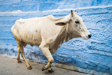 Street cow on street in Jodhpur in Rajasthan with blue wall background