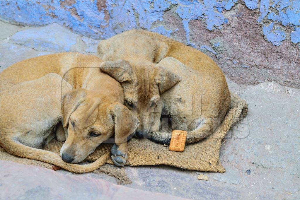Stray street dog lying on road with blue wall background in urban city of Jodhpur