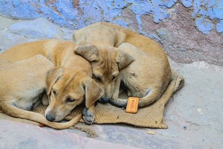 Stray street dog lying on road with blue wall background in urban city of Jodhpur