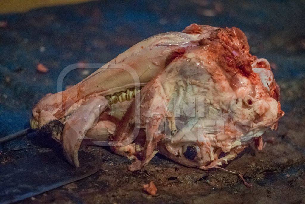 Head of skinned buffalo at Crawford meat market in Mumbai