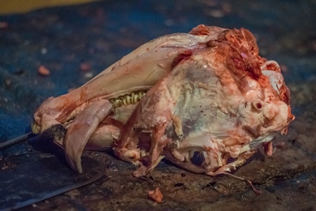 Head of skinned buffalo at Crawford meat market in Mumbai