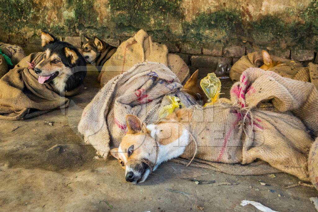 Indian dogs tied up in sacks on sale for meat at live dog market in northeast India, 2018