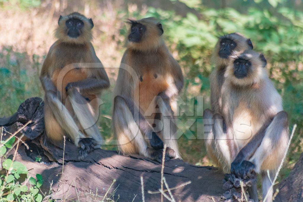 Indian gray or hanuman langur monkeys in the wild in Rajasthan in India