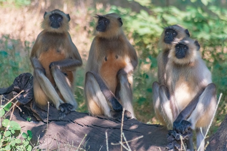 Indian gray or hanuman langur monkeys in the wild in Rajasthan in India