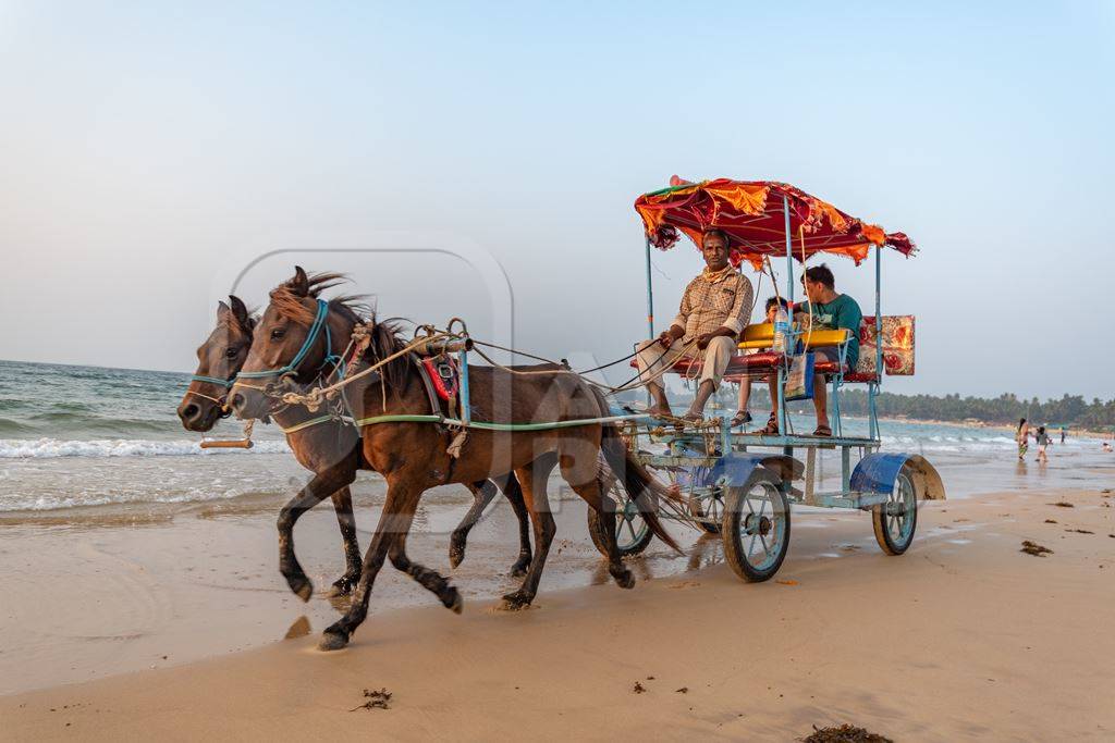 Indian horses giving carriage rides for entertainment to tourists on the beach in Maharashtra, India, 2020