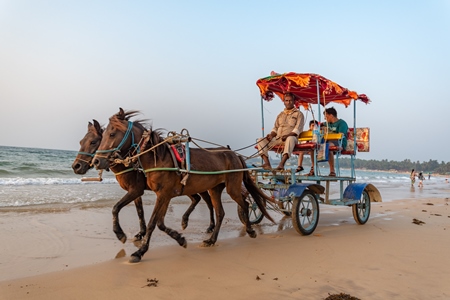 Indian horses giving carriage rides for entertainment to tourists on the beach in Maharashtra, India, 2020