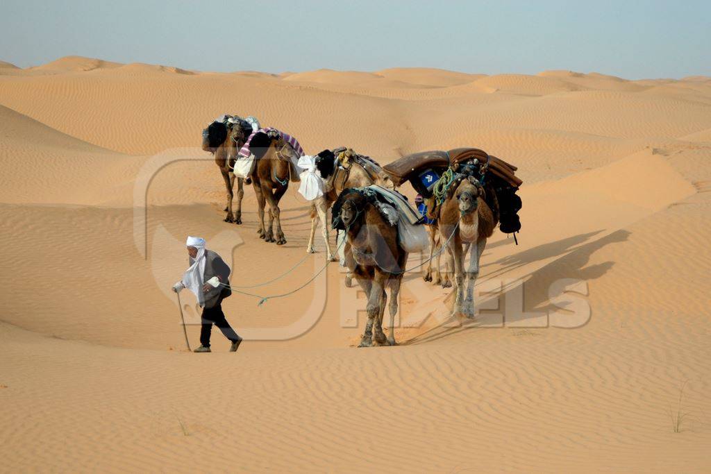 Camels loaded with goods led by man in the Thar desert in Rajasthan