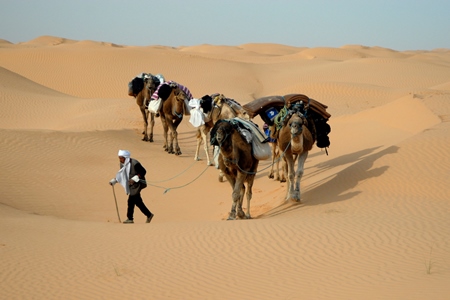 Camels loaded with goods led by man in the Thar desert in Rajasthan