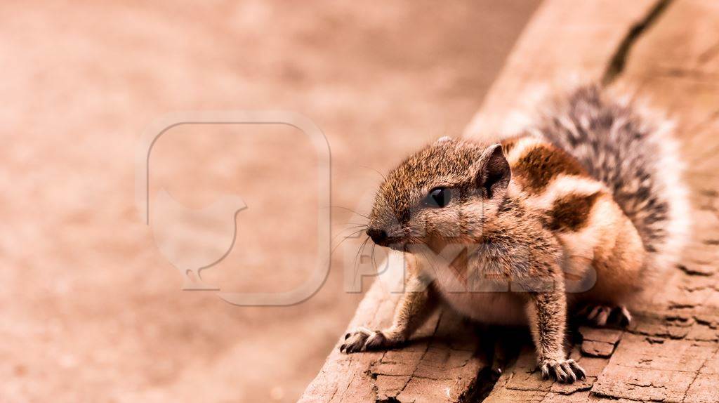 Indian palm squirrel with warm brown background, India