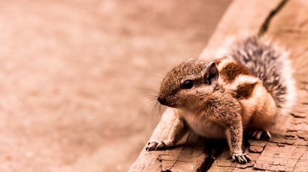 Indian palm squirrel with warm brown background, India