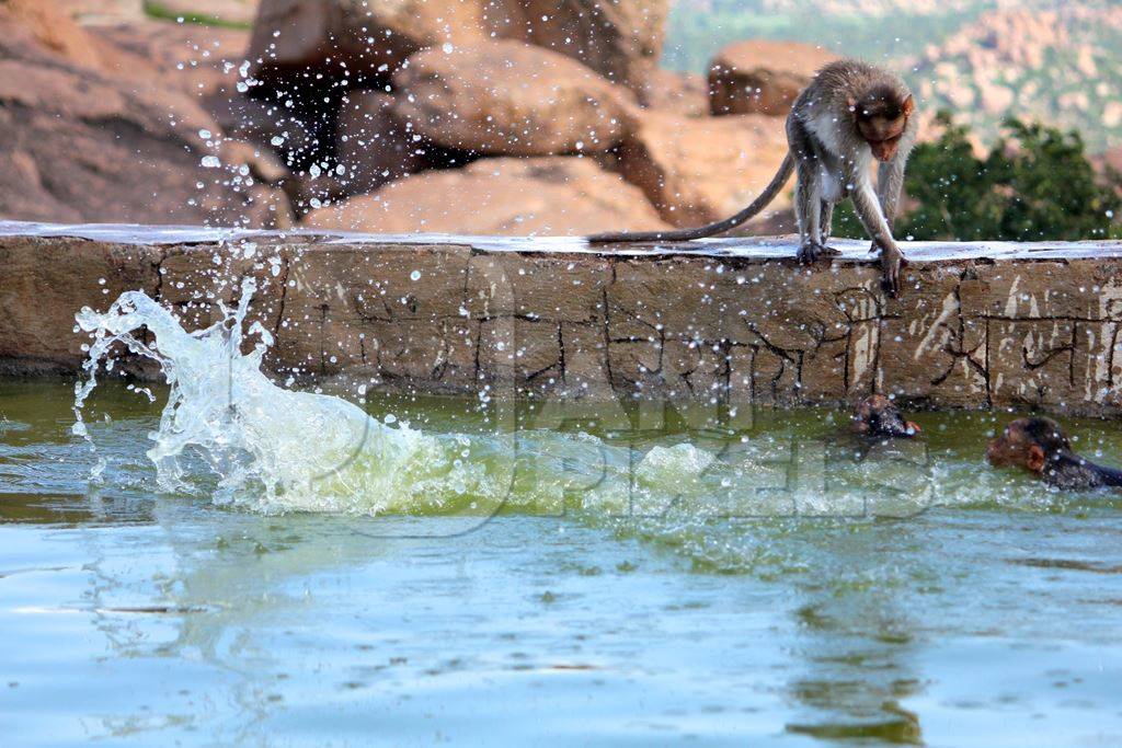 Monkeys playing in the water