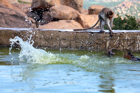Monkeys playing in the water