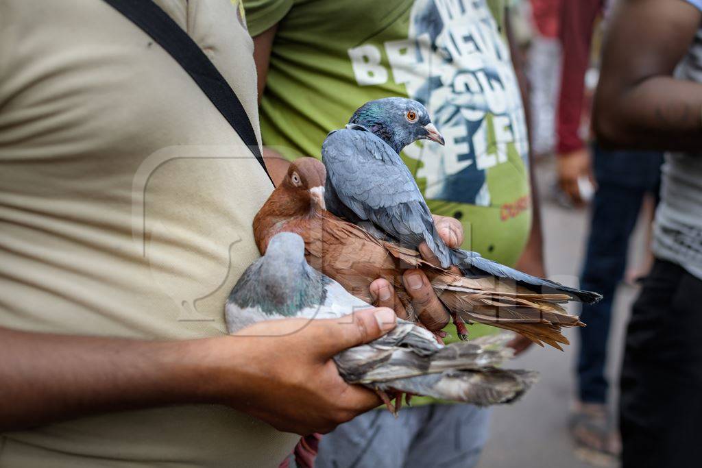 Fancy pet pigeons or doves being handled at Galiff Street pet market, Kolkata, India, 2022