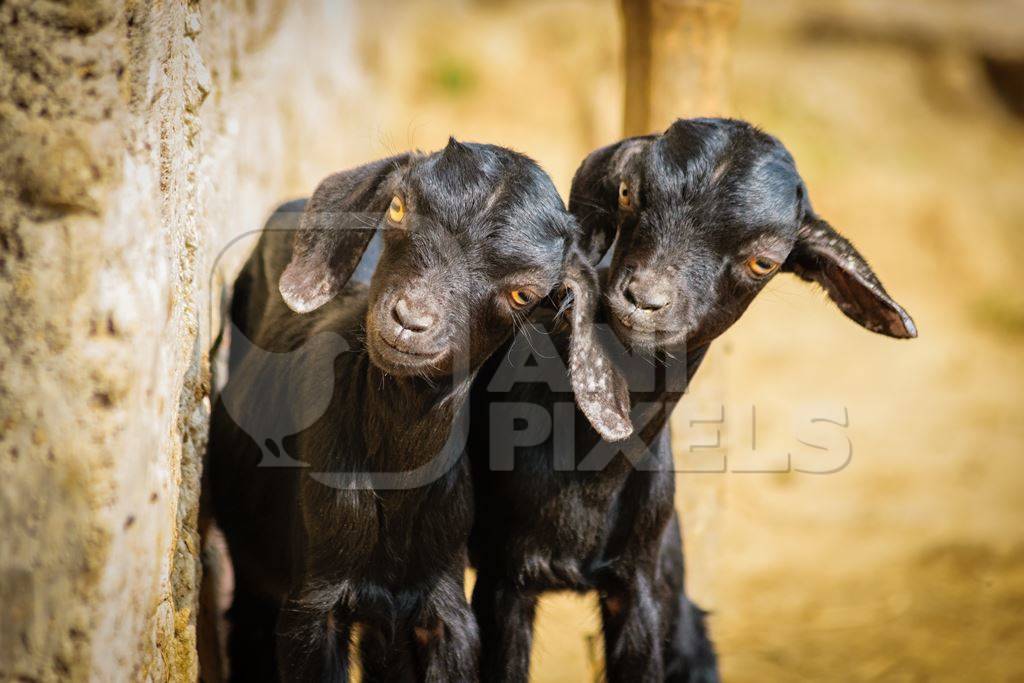 Two small black baby goats in a village in rural Bihar