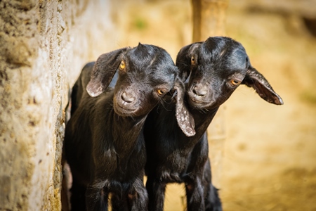 Two small black baby goats in a village in rural Bihar
