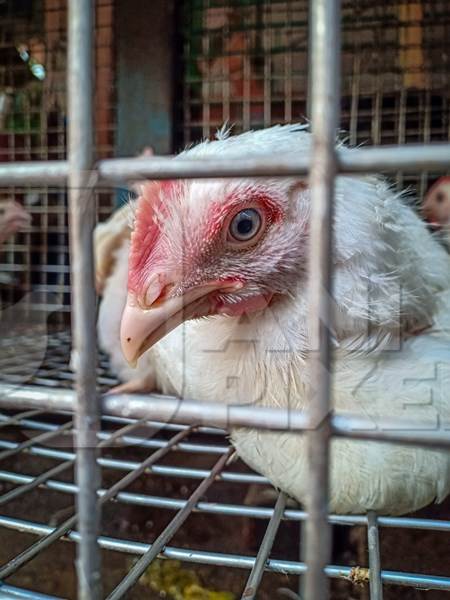 Indian broiler chicken in a cage at a chicken meat shop, Kolkata, India, 2022