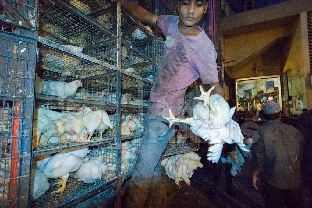 Broiler chickens raised for meat being unloaded from transport trucks near Crawford meat market in Mumbai