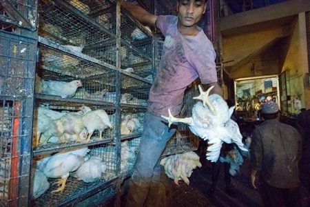 Broiler chickens raised for meat being unloaded from transport trucks near Crawford meat market in Mumbai