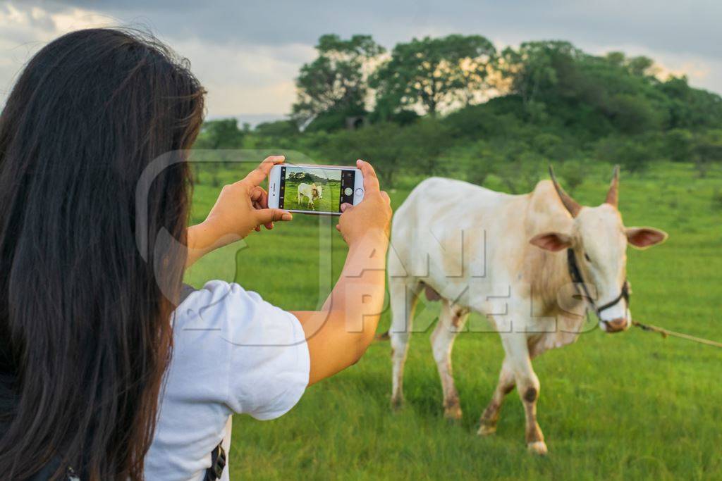 Girl taking photos with mobile phone of Indian cow or bullock in green field with blue sky background in Maharashtra in India