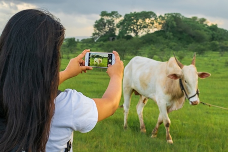 Girl taking photos with mobile phone of Indian cow or bullock in green field with blue sky background in Maharashtra in India