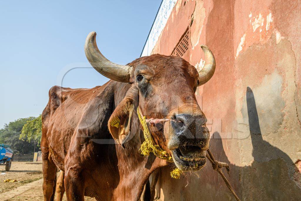 Indian bull with nose rope bellowing at a gaushala or goshala in Jaipur, India, 2022