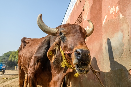 Indian bull with nose rope bellowing at a gaushala or goshala in Jaipur, India, 2022