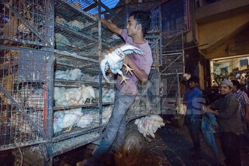 Broiler chickens raised for meat being unloaded from transport trucks near Crawford meat market in Mumbai