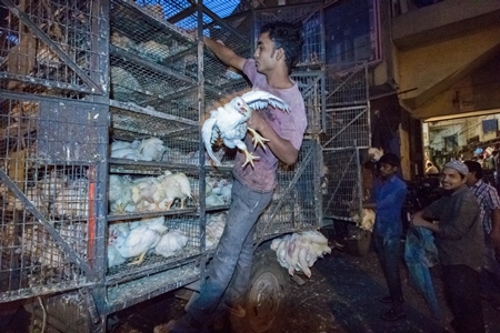 Broiler chickens raised for meat being unloaded from transport trucks near Crawford meat market in Mumbai