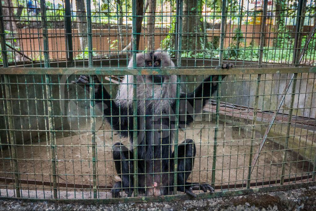 Solo Lion tailed macaque monkey held captive in a barren cage in captivity at Thattekad mini zoo