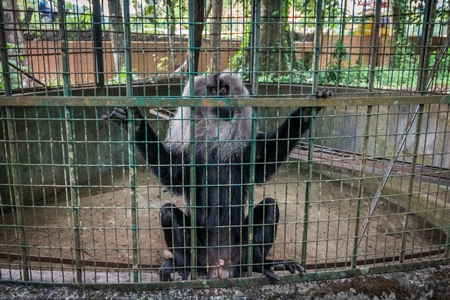 Solo Lion tailed macaque monkey held captive in a barren cage in captivity at Thattekad mini zoo