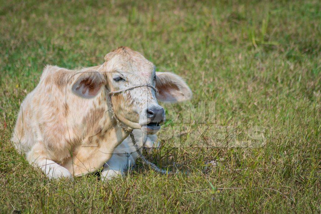 Cow sitting in green field in village in rural Bihar