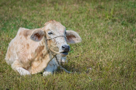 Cow sitting in green field in village in rural Bihar