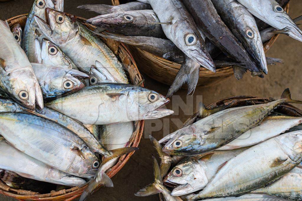 Baskets full of dead Indian mackerel fish on sale at Malvan fish market on beach in Malvan, Maharashtra, India, 2022