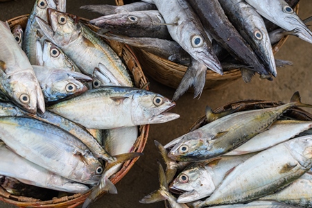 Baskets full of dead Indian mackerel fish on sale at Malvan fish market on beach in Malvan, Maharashtra, India, 2022