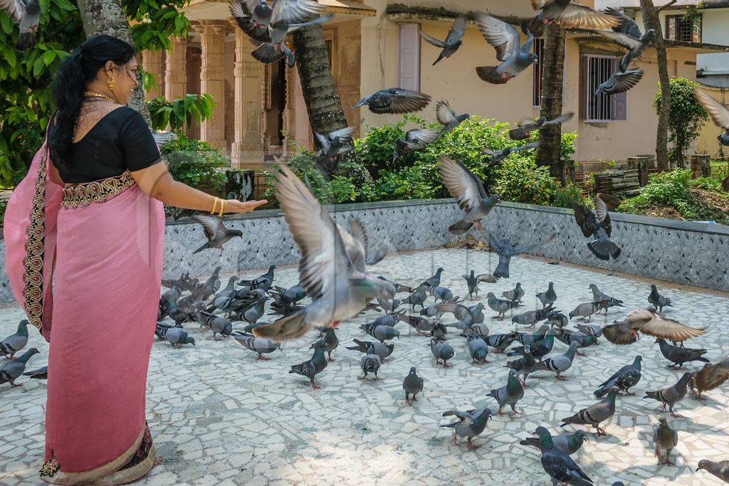 Lady in sari feeding flock of pigeons inside temple courtyard