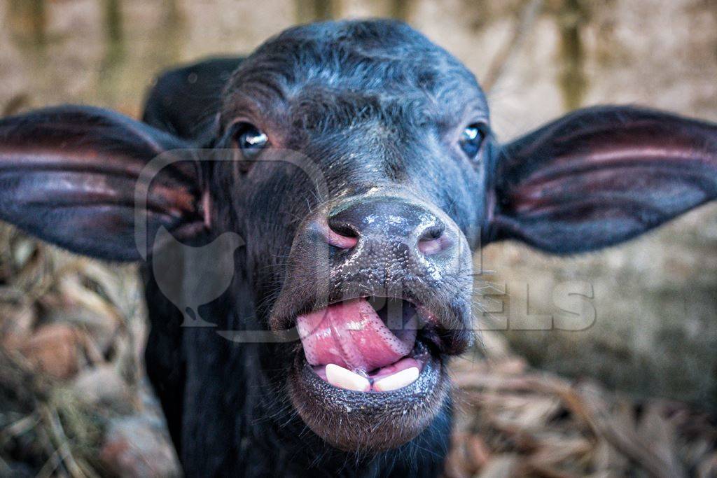 Small very cute baby buffalo calf with tongue out in a barn at Sonepur cattle fair