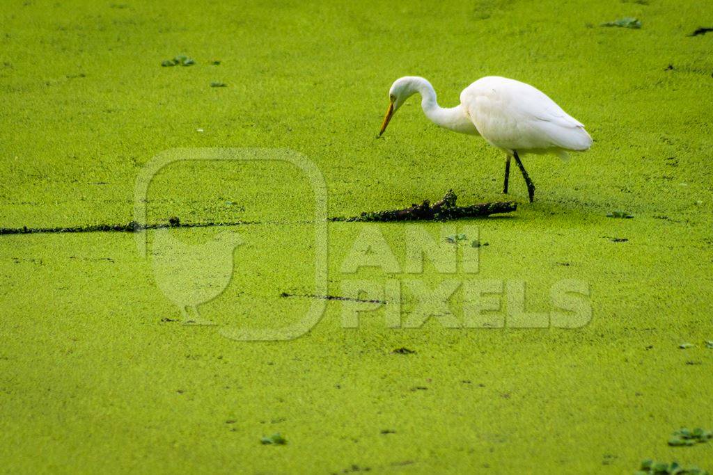 White egret bird in dirty green lake full of algae in Byculla zoo