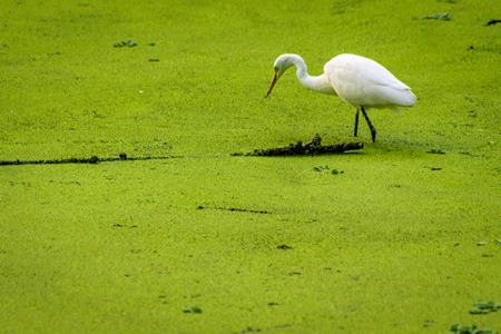 White egret bird in dirty green lake full of algae in Byculla zoo